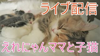 【猫サイベリアン多頭飼い】えれにゃん＆子猫の様子【ライブ配信6】子猫カメラ