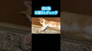 子猫のあざと過ぎるごめんなちゃい