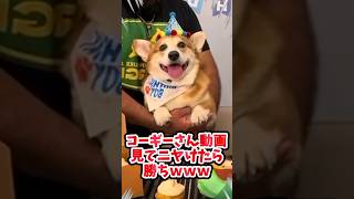 コーギーさん動画見てニヤけたら勝ちwww #犬  #犬のいる暮らし #コーギー  #ペット #可愛い #癒し #動物