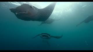 Underwater photographer \u0026 Manta rays｜水下攝影師與魔鬼魚 ｜帛琉 Palau