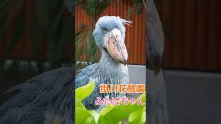 動かないとウワサのハシビロコウが飛ぶ！？ 掛川花鳥園ふたば #shorts