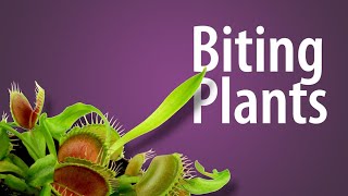 Learn about Plants that Bite - Venus Flytrap, Sundew, and More!