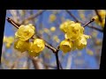 香川県園芸総合センター 　蝋梅　2012年2月20日