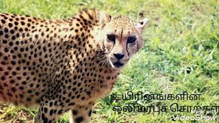 உயிரினங்களின் ஒலி மரபுச் சொற்கள் Tamil seithi