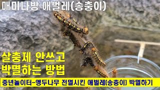 매미나방 애벌레(송충이) 살충제 대신 박멸하는 방법-How to save trees from Gypsy Moth Caterpillar with kitchen detergent