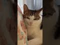 uncle bao cat catsoftiktok cats fyp kucing pet kittensoftiktok