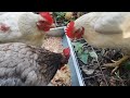 【鶏日記】毎日の包帯交換に文句垂れるクロ にわとりこ にわとり coq hens hens poules ニワトリ 雄鶏 鶏 鶏日記 卵 庭