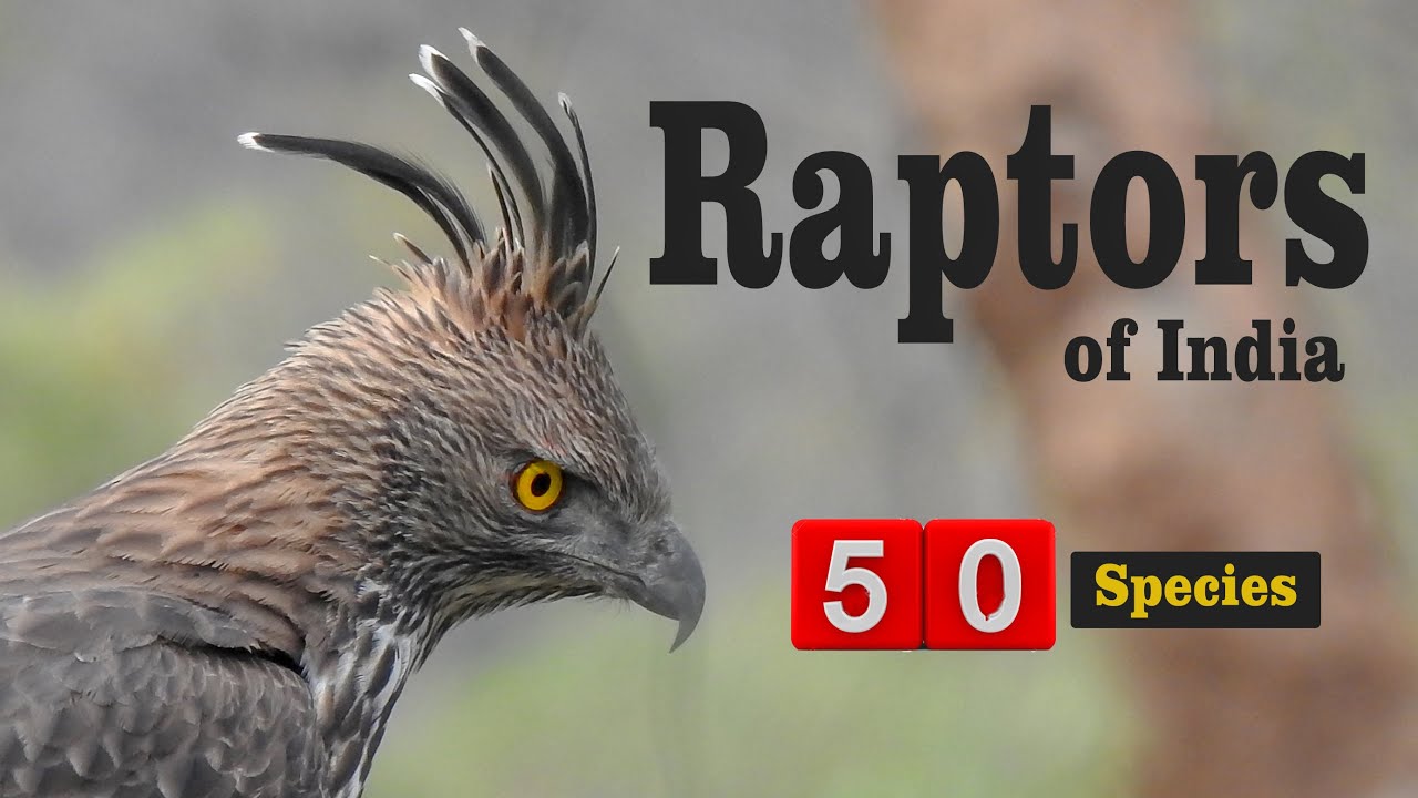 50 Raptors Of India Top Birds Of Prey Documentary On Birds Youtube