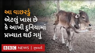 Calf : એવું વાછરડું જેને ચાર નહીં પણ આઠ પગ છે