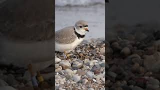 What is Bird Banding?