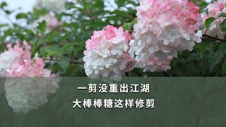 一剪没重出江湖，大棒棒糖这样修剪