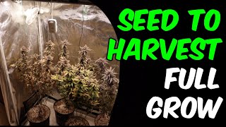 Gorilla Cookie Purp FULL GROW SEED TO HARVEST 2x4 grow tent at home