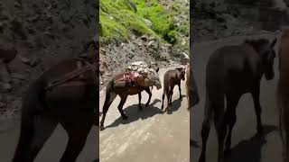 pakistan tour #shorts #trendingshorts #northern #tour #pakistantour #horse #ertugrul #tourism #naran