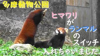 23.05 多摩動物公園 レッサーパンダ ランマルの毛づくろいするヒマワリ いつの間にかみんなでバトル