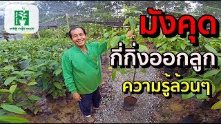 มังคุดเพาะเม็ด กี่กิ่งออกลูก ความรู้ล้วนๆ (คลิปปี2560) | ลุงหมูป้าตุ้ยพันธุ์ไม้