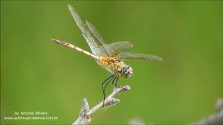 Dragonfly in Bubali Plas  Aruba 12 11 2018 Antonio Silveira