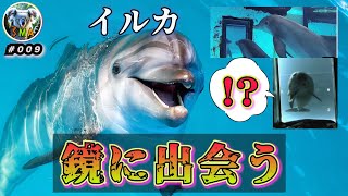 【かわいい】初めて鏡を見たイルカさん、まさかの行動に出てしまう【癒し】