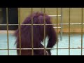 2020.10.11 11 43 釧路市動物園 オランウータン① ひなちゃん 多摩でも元気でね