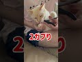 甘噛み抵抗する爪切り中のラテさん cat ねこのいる生活 ねこ 猫 猫のいる暮らし