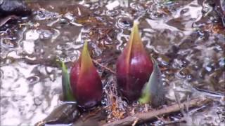 パワースポット？紹介　玉宮ザゼンソウ公園　（山梨県甲州市）