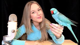 ASMR but my bird gives you tingles