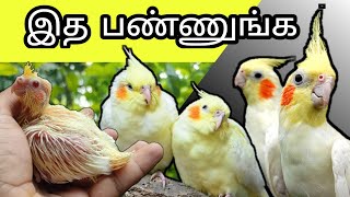 💥 இத பண்ணுங்க 💥 | Cockatiel breeding tips | V2BIRDS | #cockatiel #cockatielbreedingtips #birds