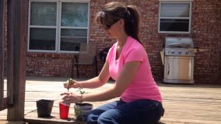 Rooting Golden Euonymus Cuttings