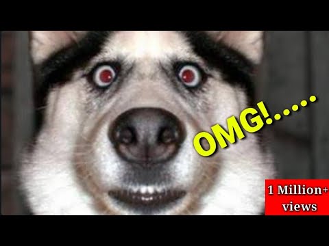 Very Amazing And Caring Dogs Housepetscare