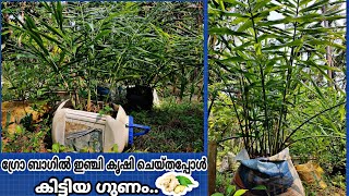 ഗ്രോ ബാഗിലെ ഇഞ്ചി കൃഷി | Ginger Cultivation in Grow Bags | Inji Krishi Malayalam | Honey Symphony |