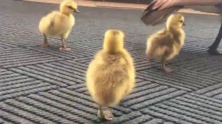 Family Of Geese Guided Out Of Boise State Public Radio And Into The Wild