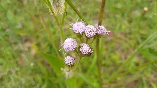 Erva-de-Ferro/(Cyanthillium cinereum) (L.) H.Rob.[Ler Descrição]#plantas