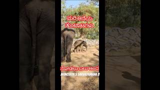 Cute baby elephant ಮರಿ ಆನೆ #shorts #elephant #shortsfeed #trending MysuruDasara2024