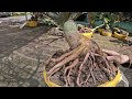 mới nhập đội phôi mai vàng. an 📲 0339939629 chợ gạo miền tây tôi yêu ltk bonsai @maivàngquêdừa