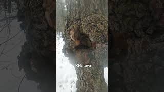 Amazing MYSTERIOUS tree in Algonquin Provincial Park Canada !