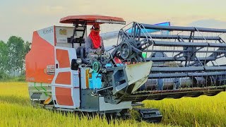 Awesome Action of Kubota Harvesting Machine Working Day