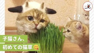 なんニャコレは…！？ 初めて猫草を食べているのを見てビックリする子猫ちゃん♡【PECO TV】