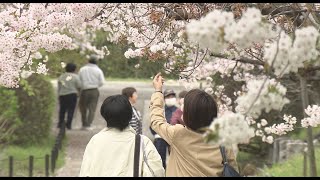 「さくらの通り抜け」西宮市の越水浄水場で３日間延長