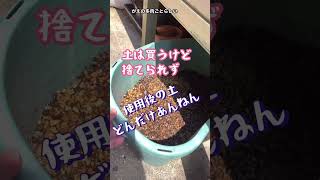 多肉植物にハマった主婦の沼(真実)