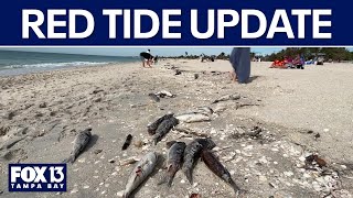 Lake Okeechobee releases could be impacting red tide in Sarasota County