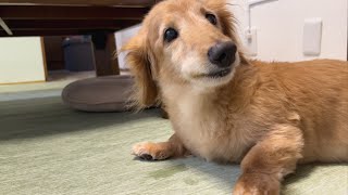 煮干しに心躍る犬