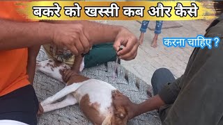 बकरे को खस्सी करने का सही तरीका l bakre ko khassi kab or kaise kare  l Fayeem vlogs