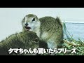 驚愕！先輩リスからの洗礼【シマリス】143