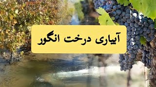 آبیاری درخت انگور  grapevine irrigation