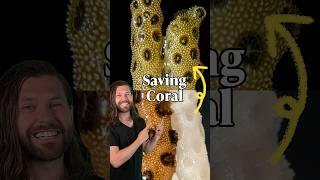 Bringing dead coral back to life!