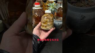 中途软 不能满足老婆的 一定要试试这个 一晚上让你的老婆幸福的嗷嗷叫 #雄蚕蛾酒 #保健品 #壮阳 #滋补 #补肾 #熱門 #阳痿#早泄