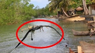 謎の飛行生物【Querubins? Mysterious flying creatures】