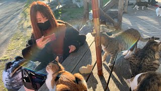 【田代島\u0026網地島猫特集】猫好きの楽園に行ったら猫まみれになった🐈 🐾 Tashirojima Ajishima Cat Island in Japan