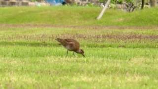 河川敷で採餌するチュウシャクシギ