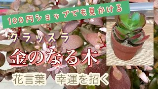 100円ショップでも見かける、クラッスラ属　金のなる木！花言葉は幸運を招く！！