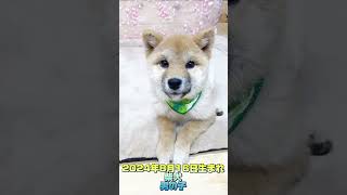 柴犬の男の子🍀大人しい子です！